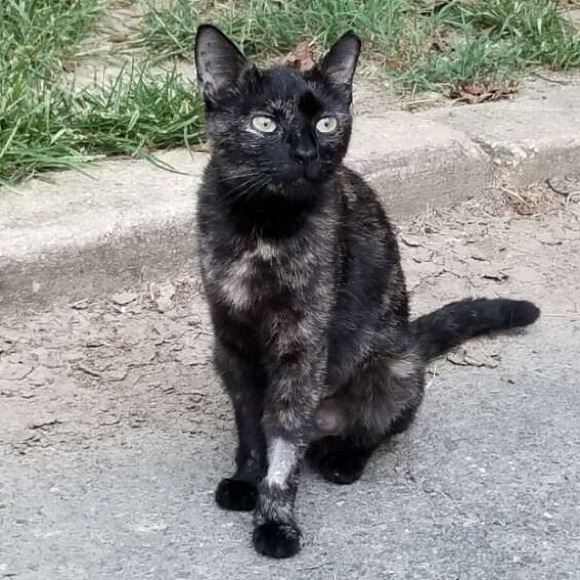 Bear - Picture 8 of 16